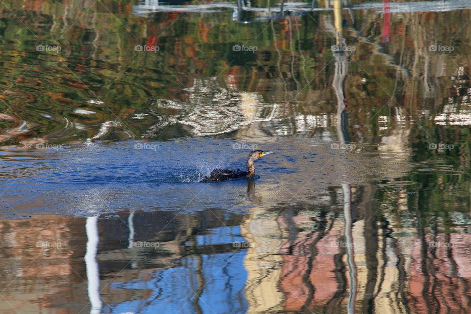 Airone riflesso nello specchio acqueo del canale di calma di Genova 