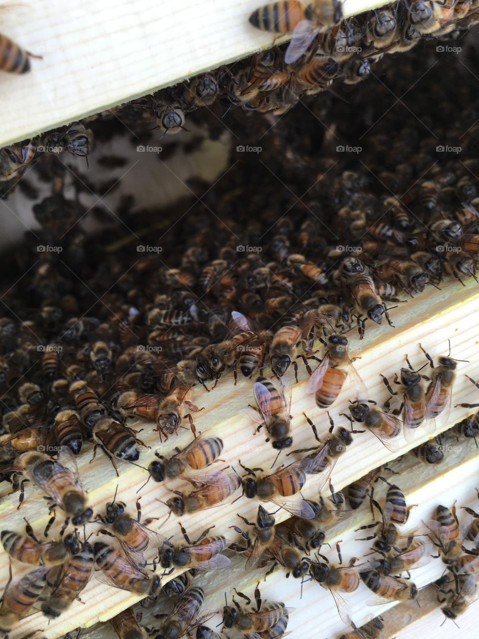 Bees working 