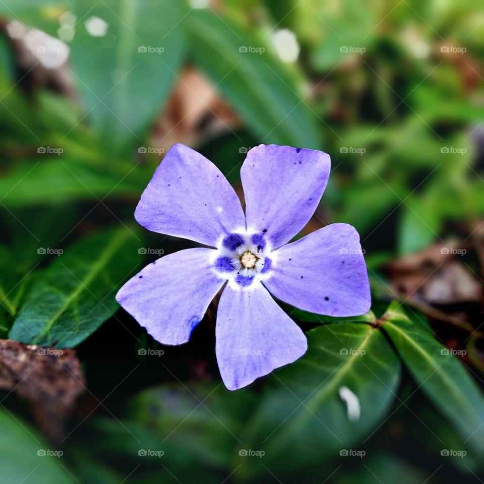 Periwinkle