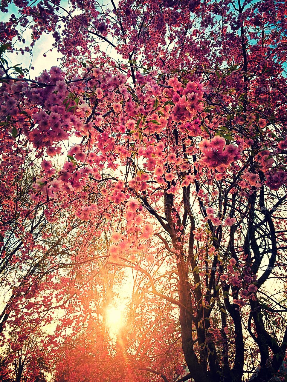 Sunny spring flowers . Sun shines through my favorite tree which only blooms early spring.