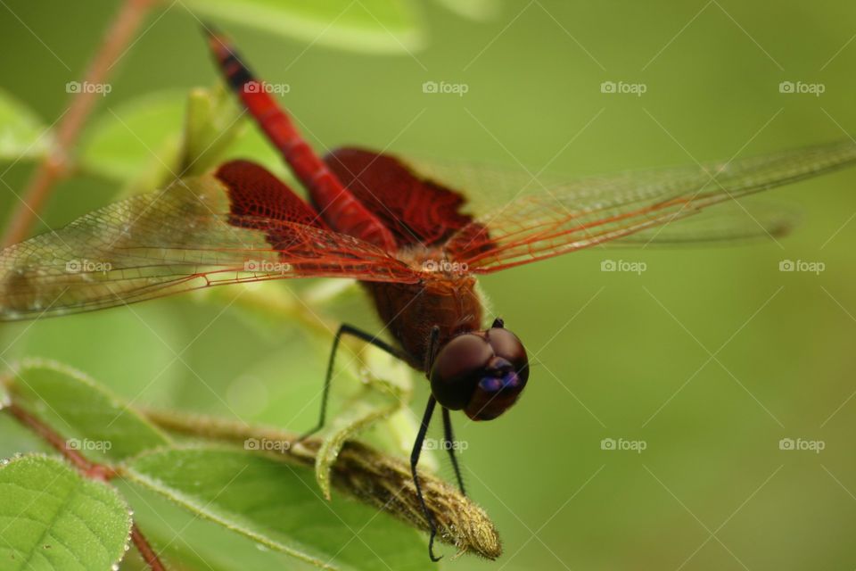 Carolina saddlebags dragonfly. closeup found in Ocala Florida