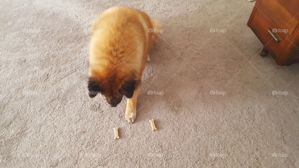 No Person, Mammal, Dog, One, Canine