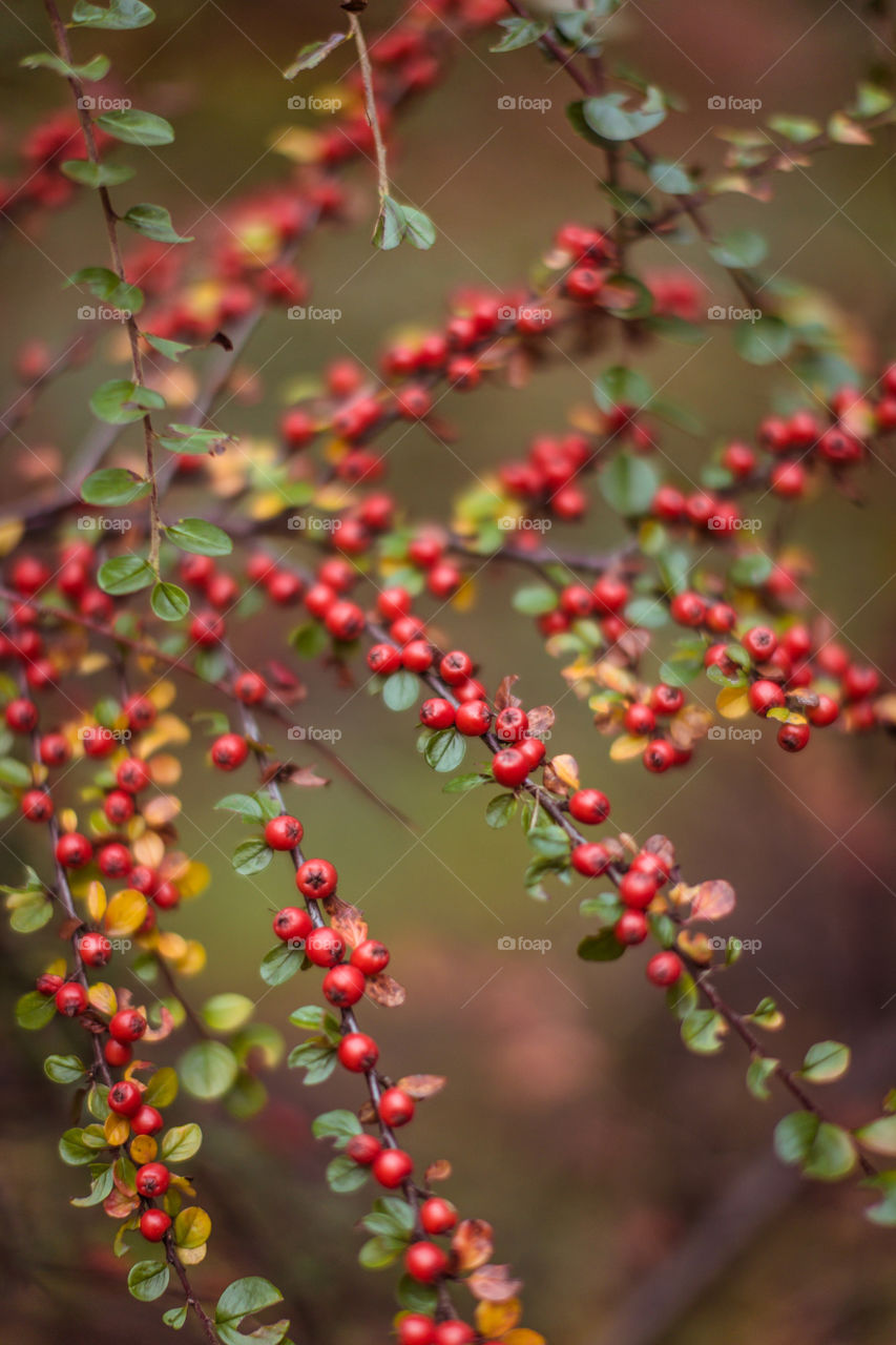 berry texture on bush