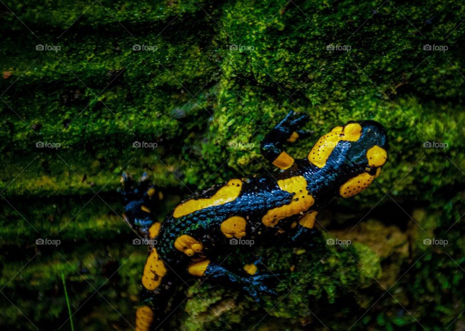 Fire Salamander 