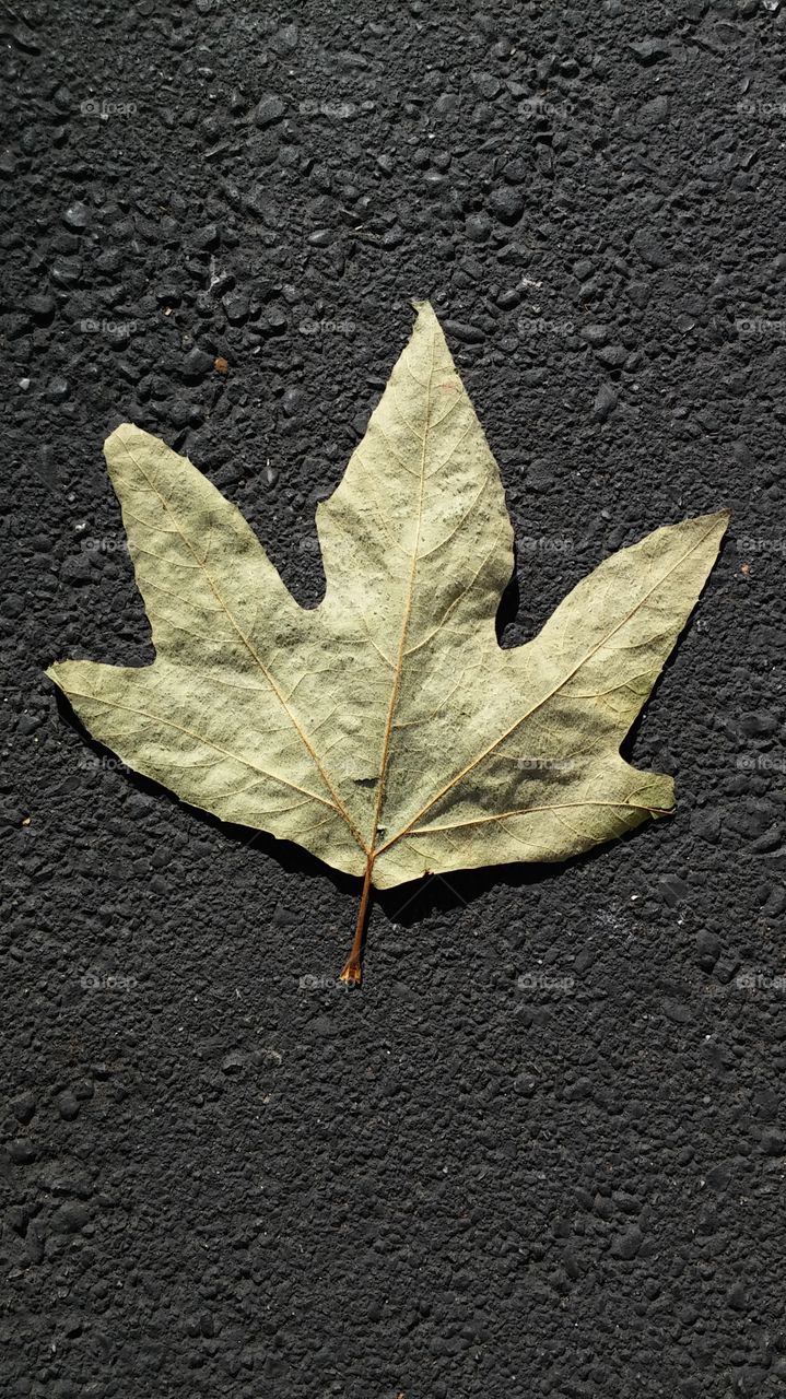 Asphalt leaf. At work doing my maintenance routine when I took this picture
