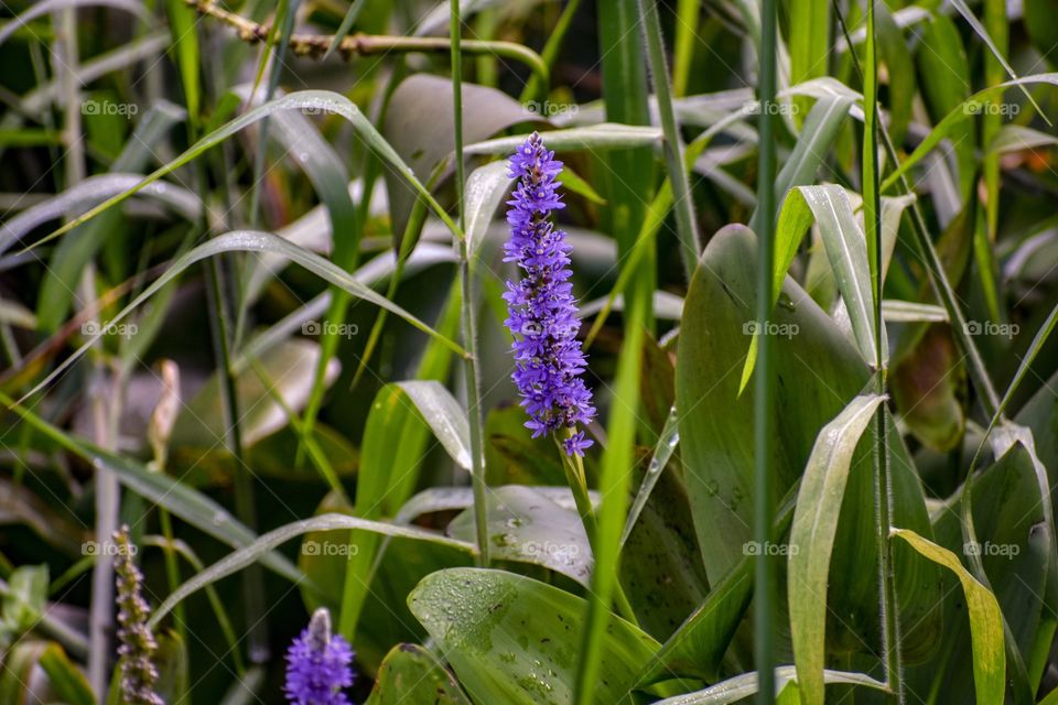 Purple flowers shoot up among green grass and plants along the lake