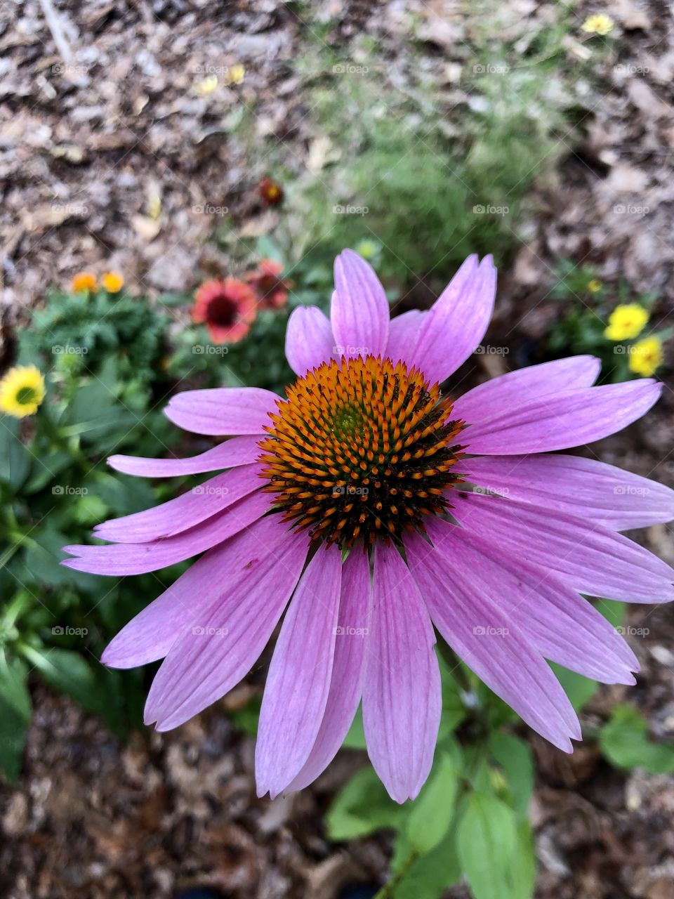 Foreground focus on purple coneflower in garden 