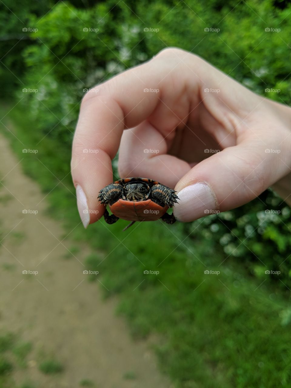 Helping one of nature's smallest of friends cross the road.