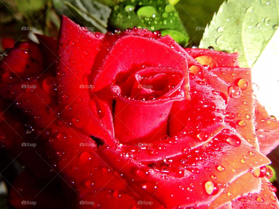 Beautiful red rose