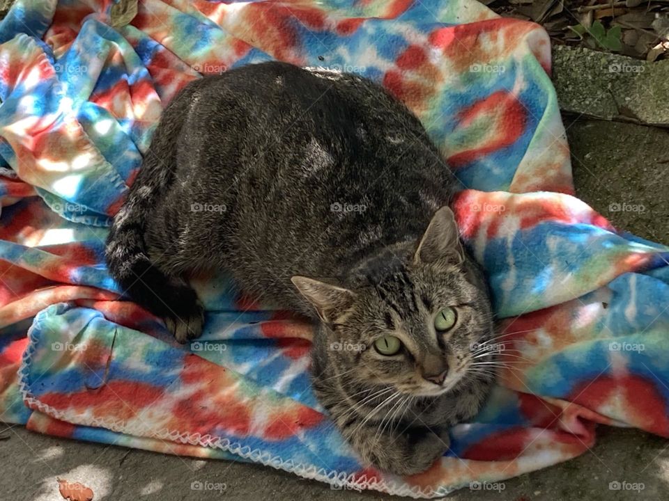 Mommy cat on a rainbow blanket 