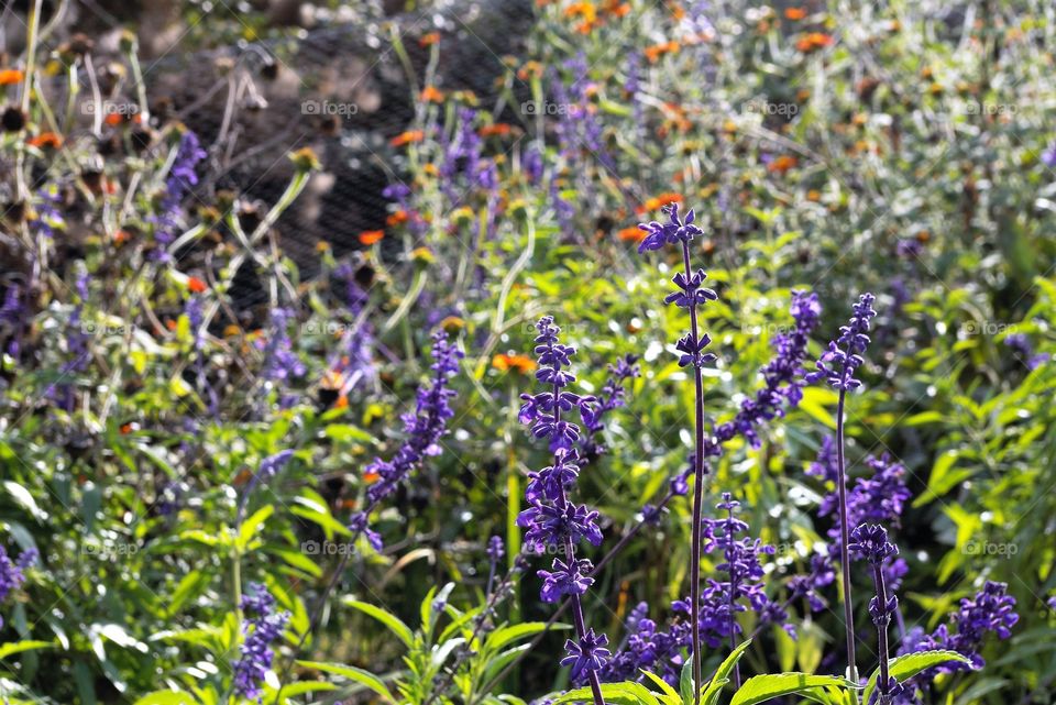 Purple flowers