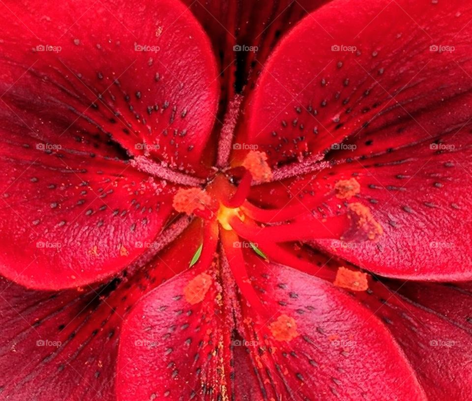 close up of red flower