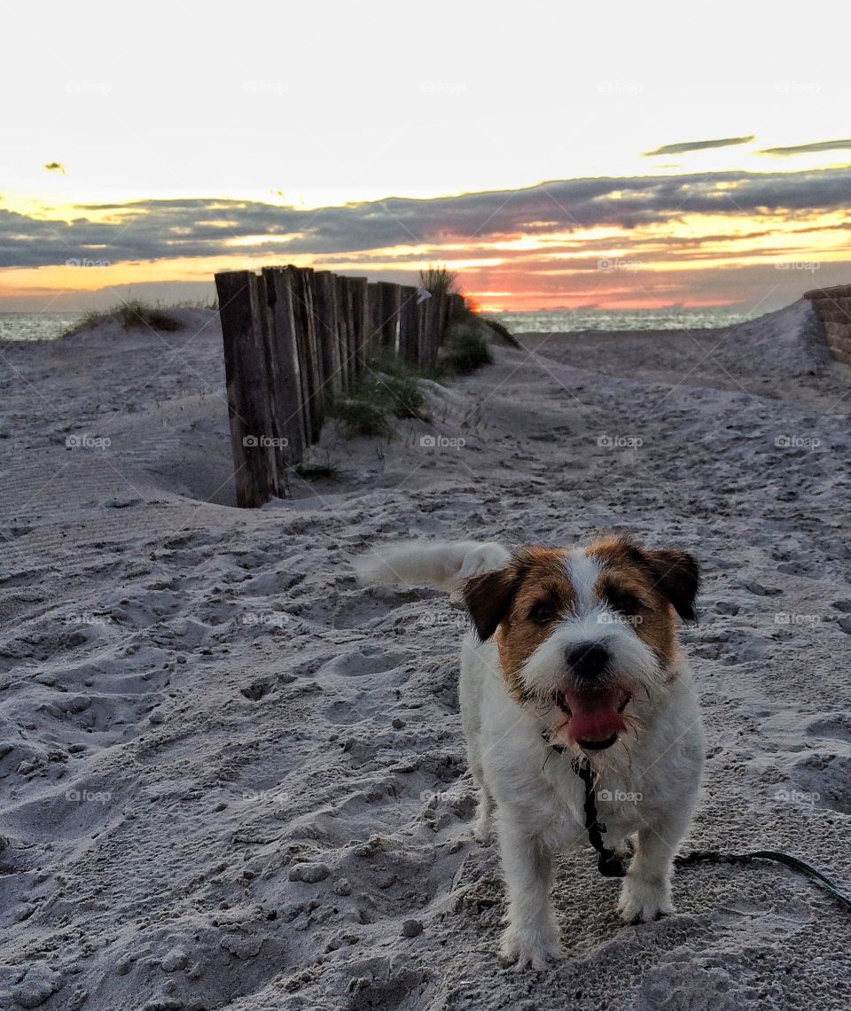 Dog on the beach