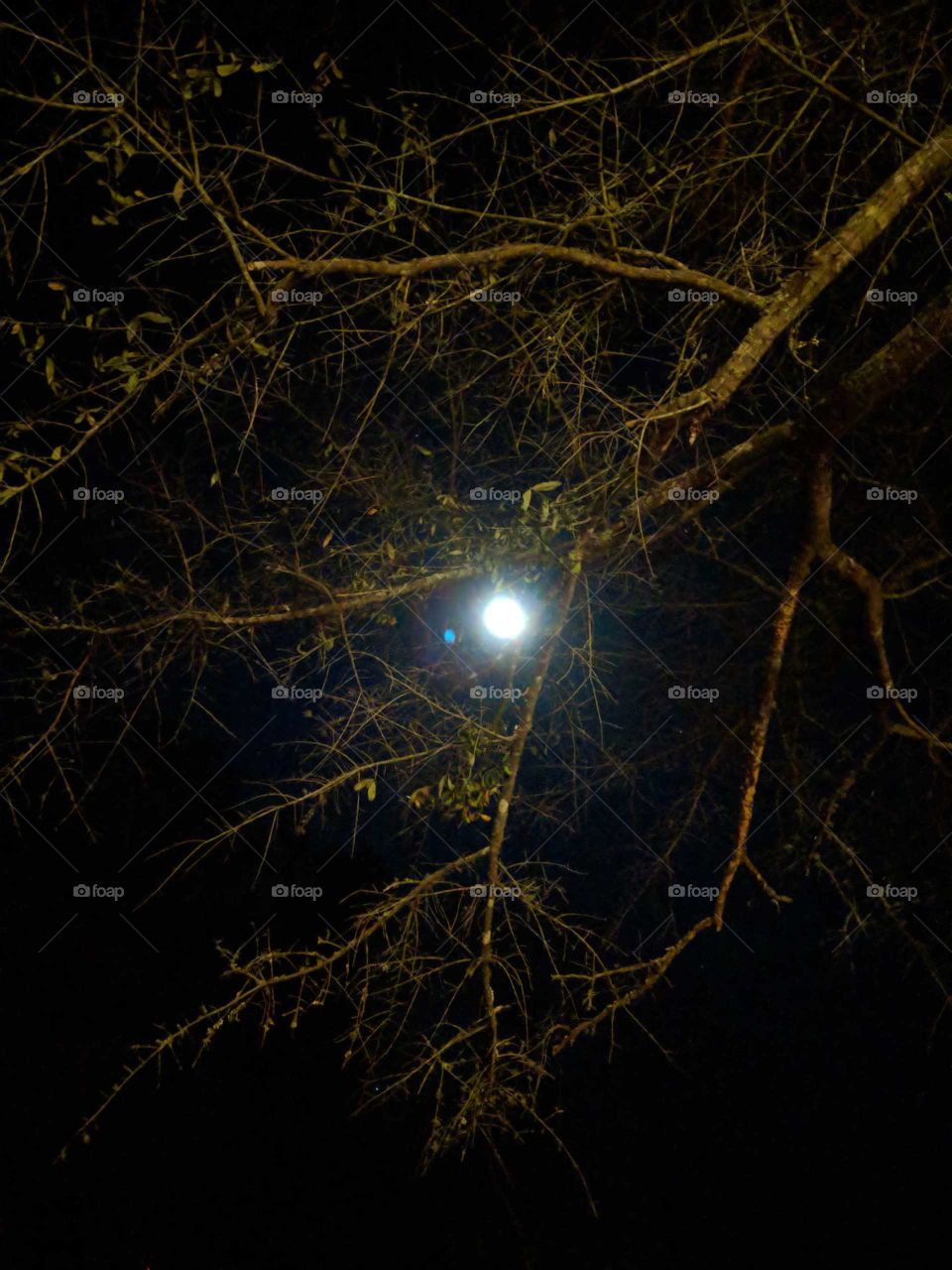 bright full moon through branches