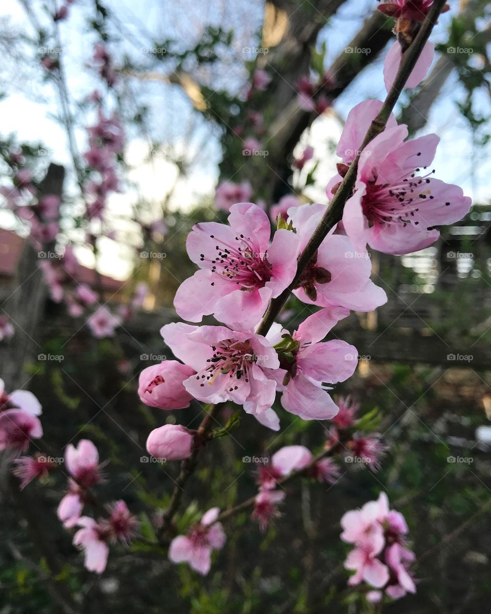 Here comes the spring