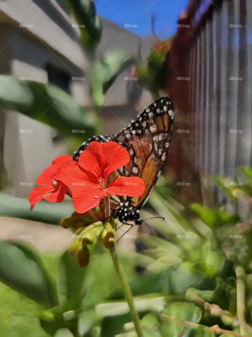 "Spring" fresh flowers and a green garden bring joy and light into our lives, and if you add butterflies, life shows its transformation.  New beginnings.