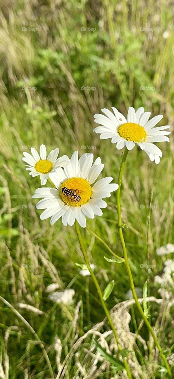 Looks like bee but not, a hoverfly rest on a common daisy flower.