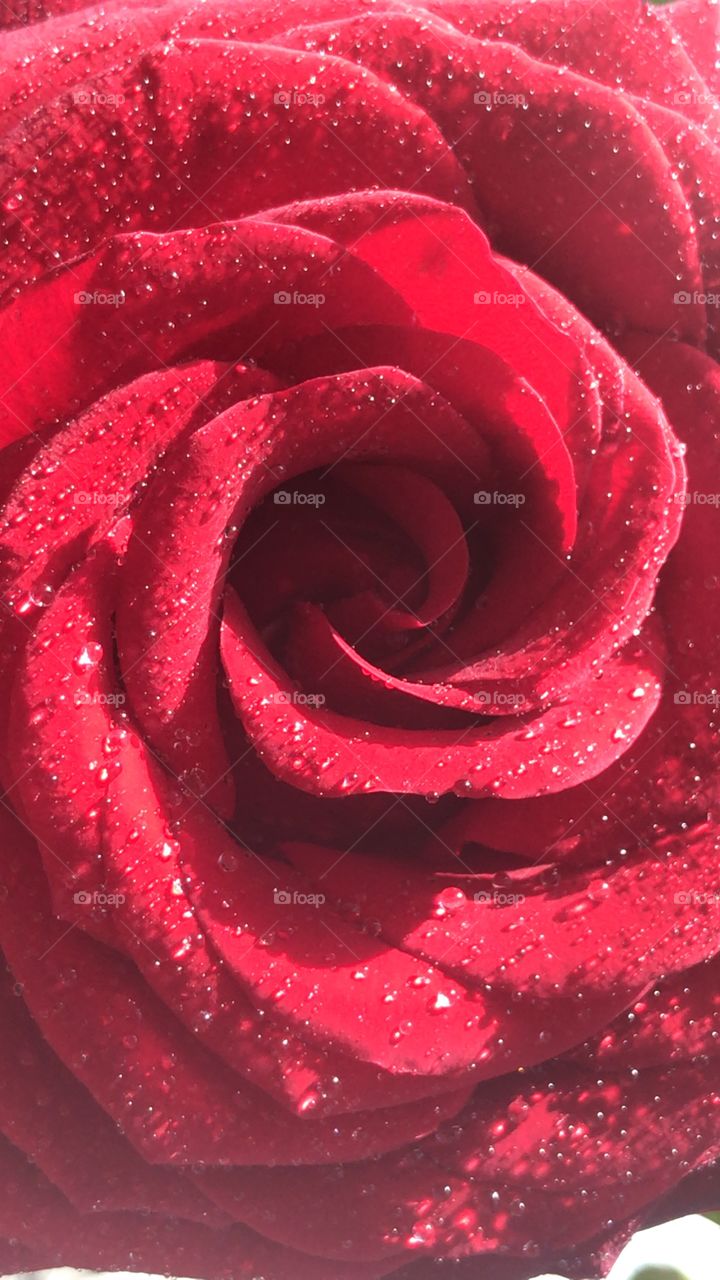 Pink rose with water drops