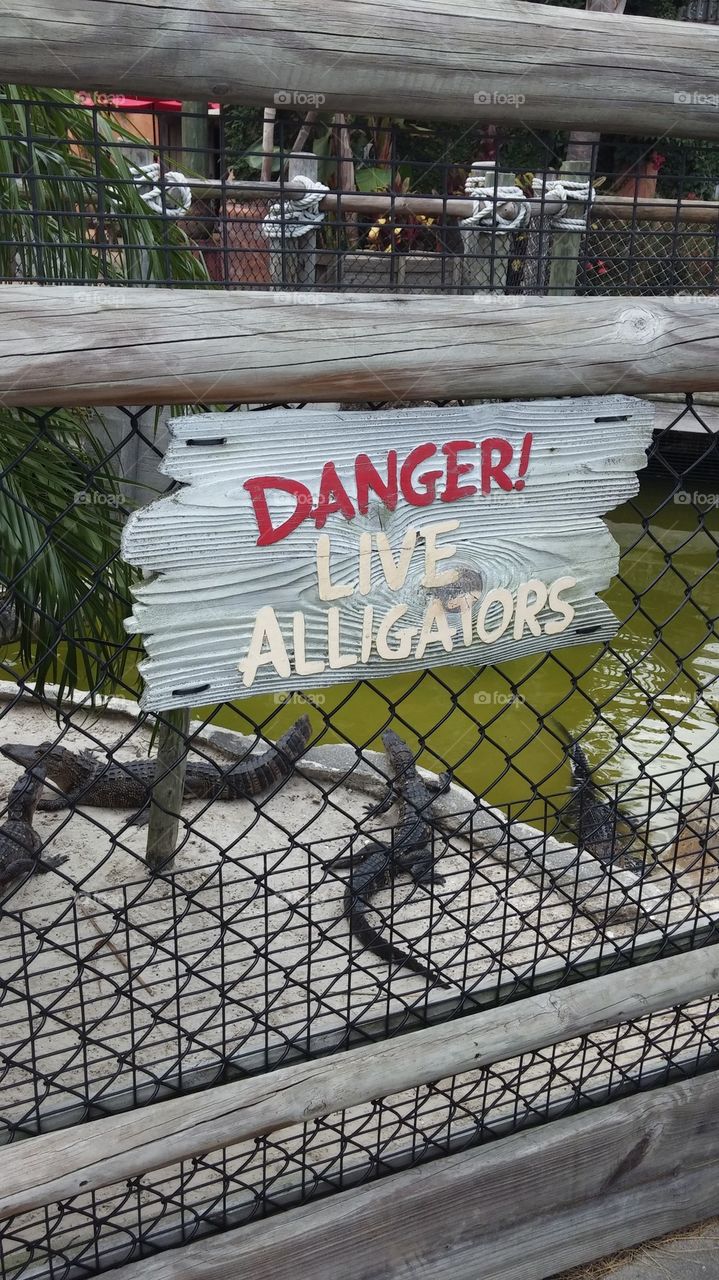 danger gators..