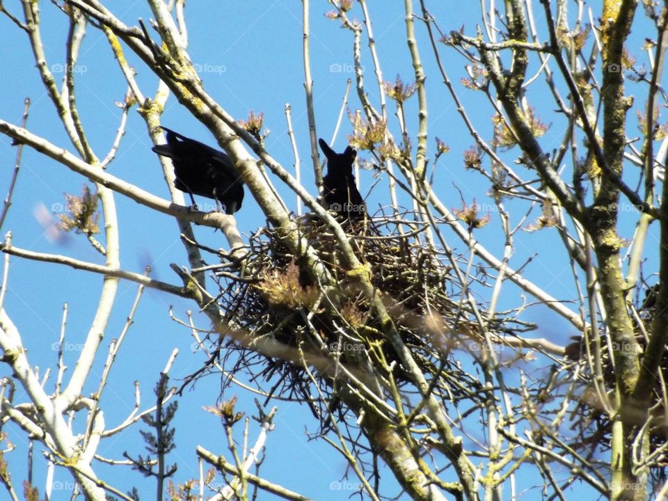 Birds building nest . In a tree, naturally 