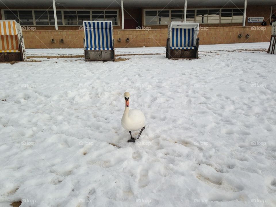Swan in the snow 