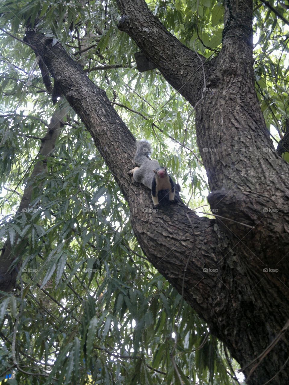 Dandulena from Katharagama Sri Lanka