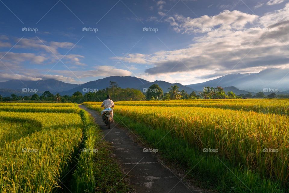 Beautiful morning at rice fields