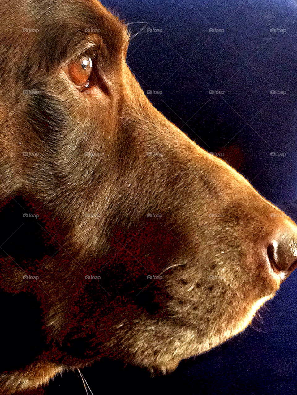 north london missy the chocolate labrador in pensive mode. listening to music copyright mcvirn etienne by mackyboy