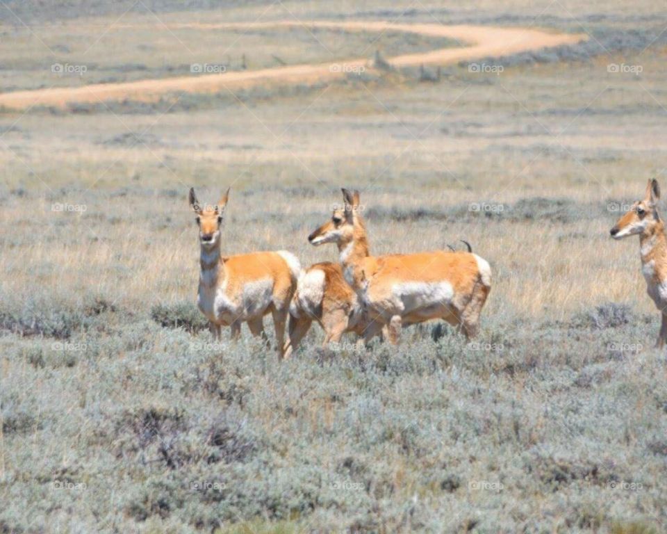 Wild Antelope