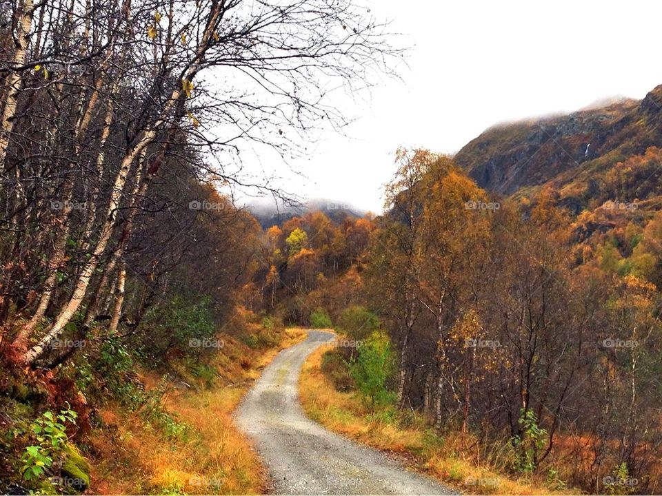 Country road in autumn