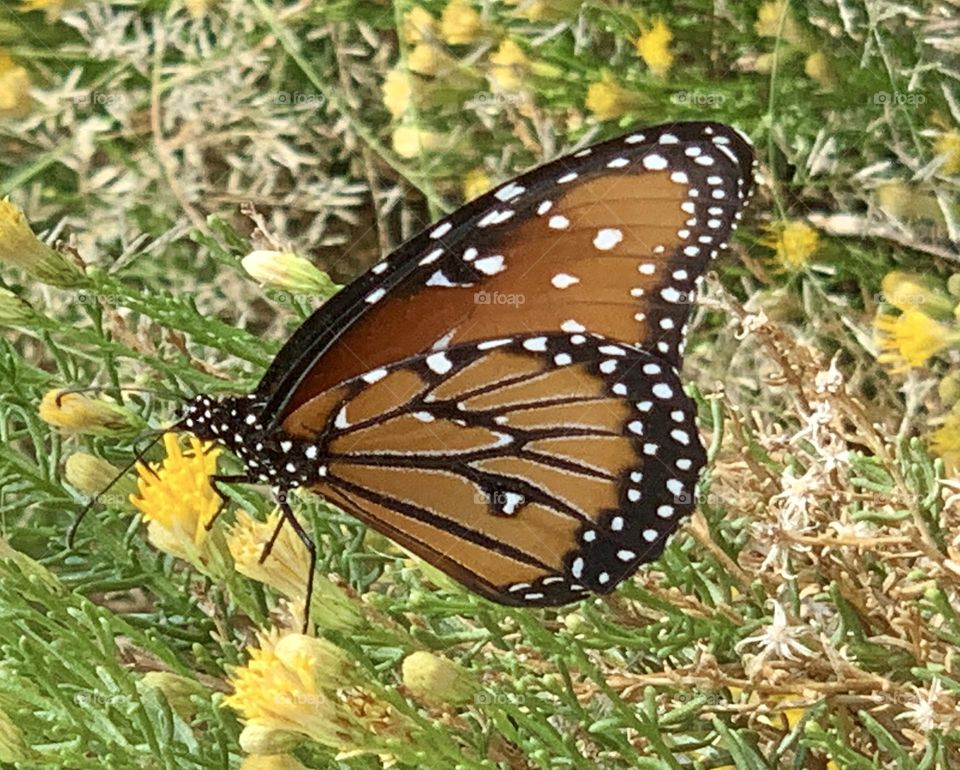 Butterfly Enjoying Nature 