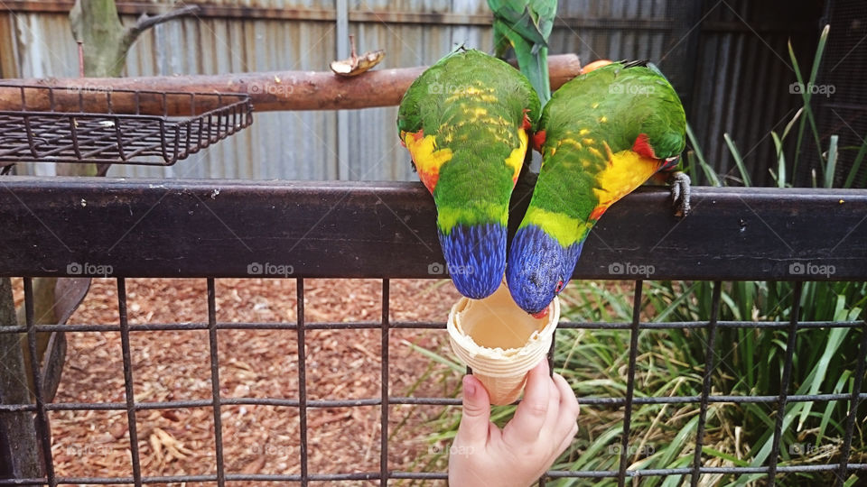 Feeding birds