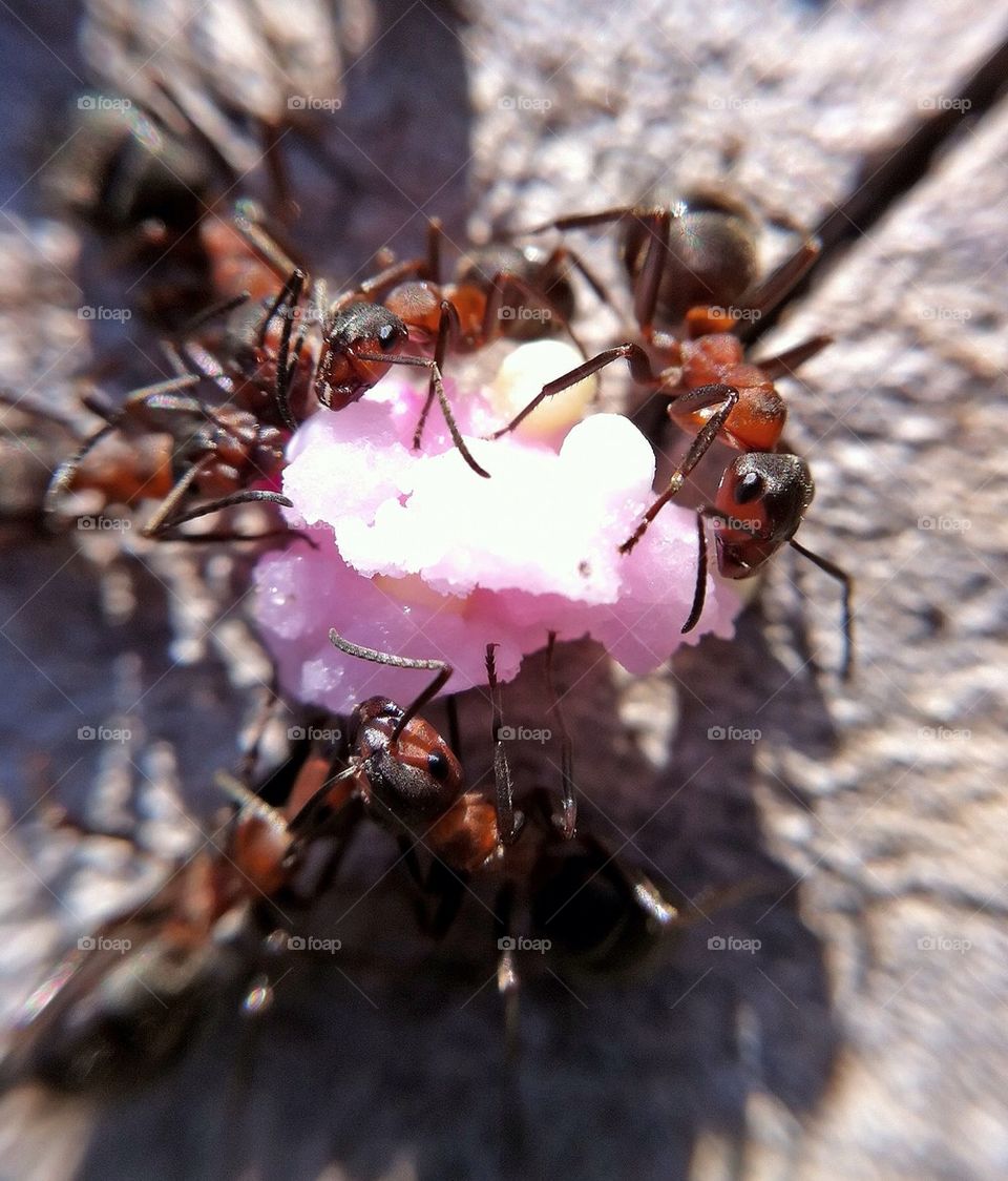 sweden nature macro closeup by miss_falcon