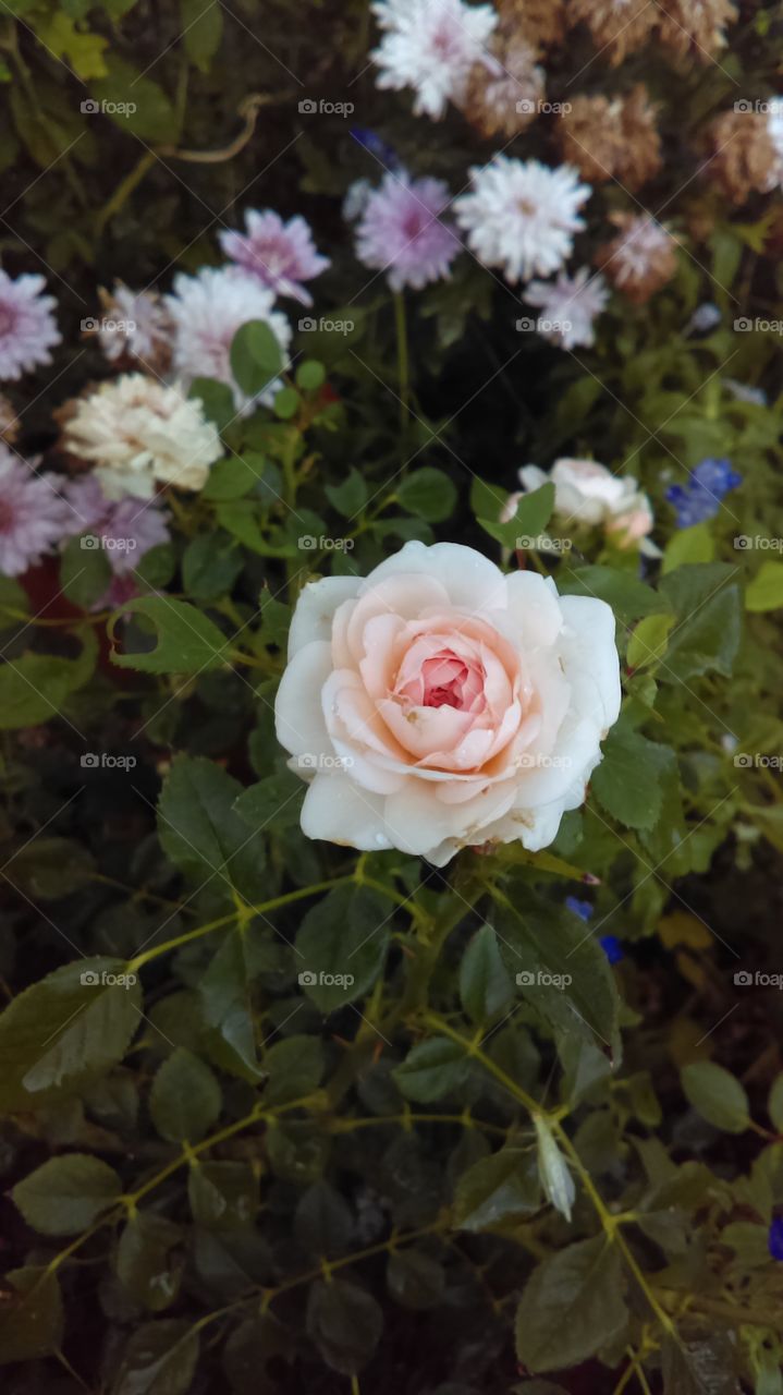 Miniature Rose Blossom