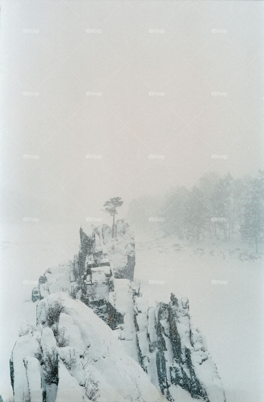 Lovely tree in the blizzard. Shot on film 