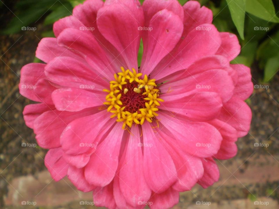Pink flower. Flowers