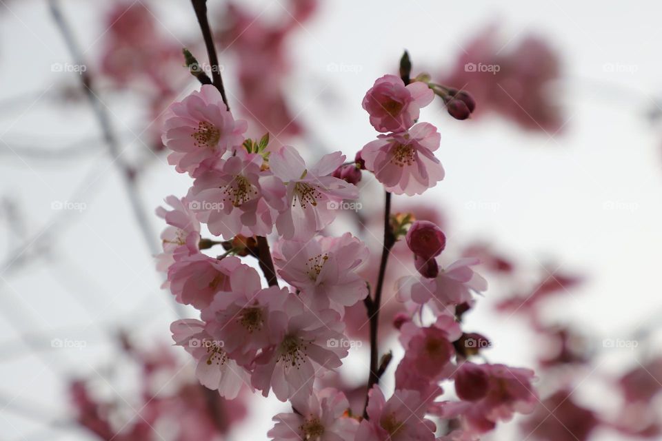 Japanese cherry blossoms 