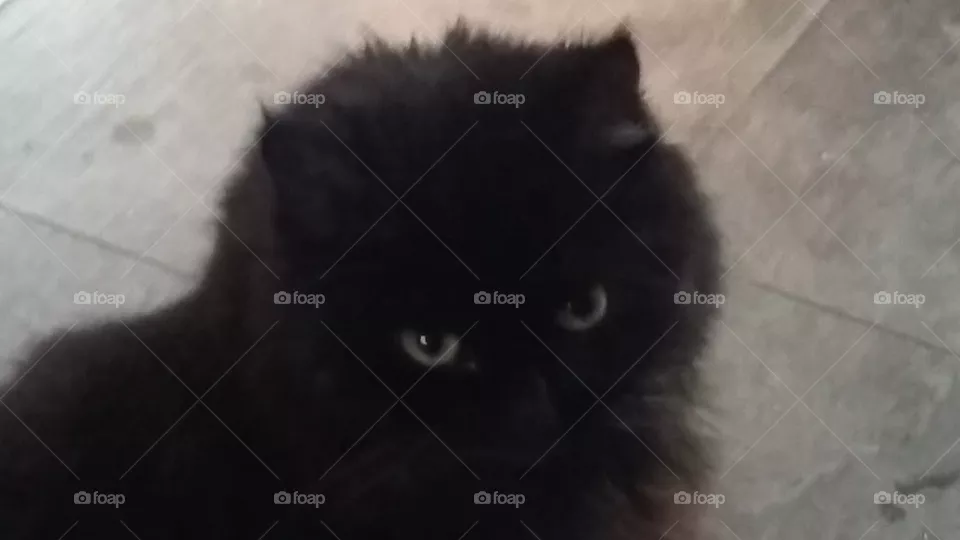 Xena, cat from the netherlands