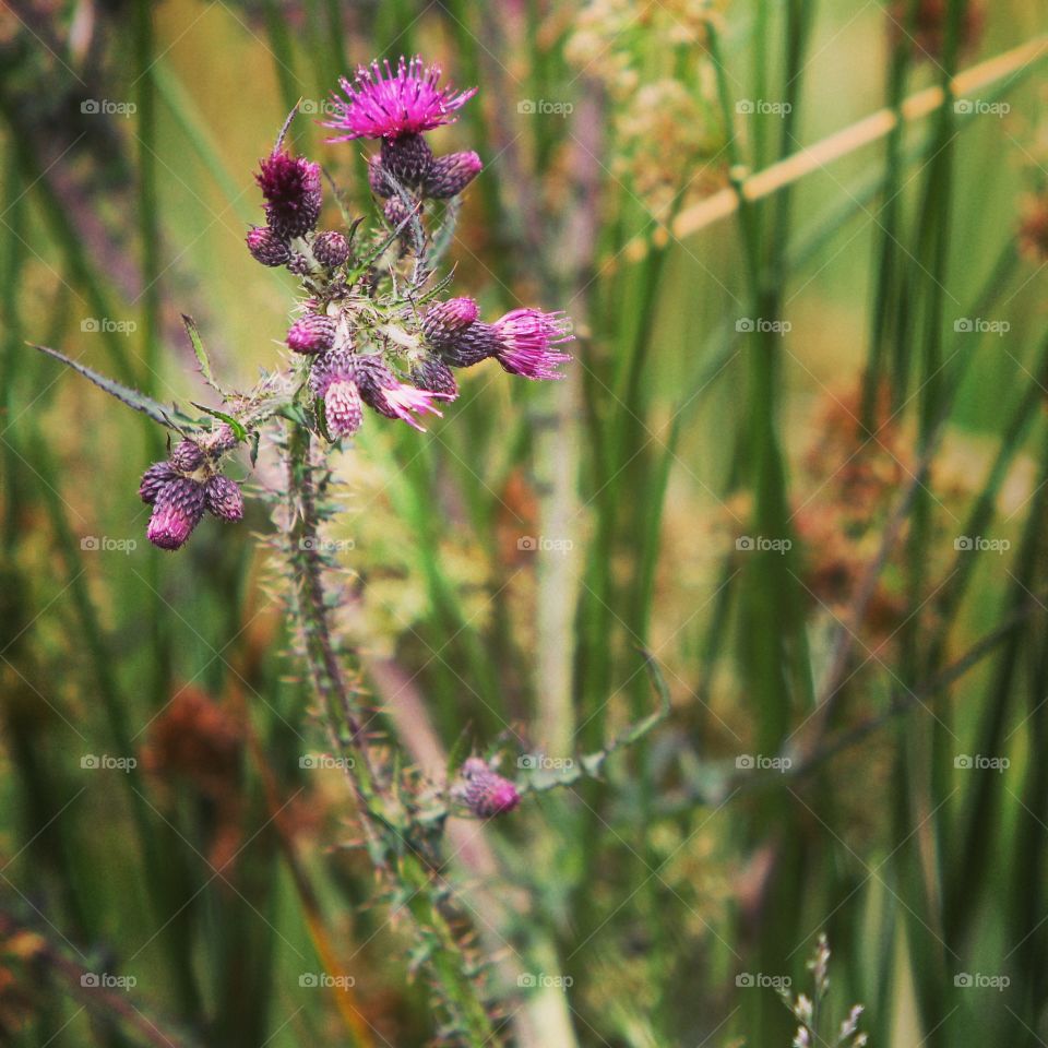 pink in green