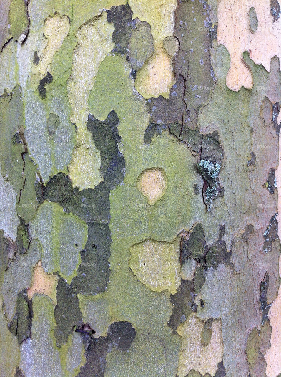 pattern tree art paintings by dj_photo