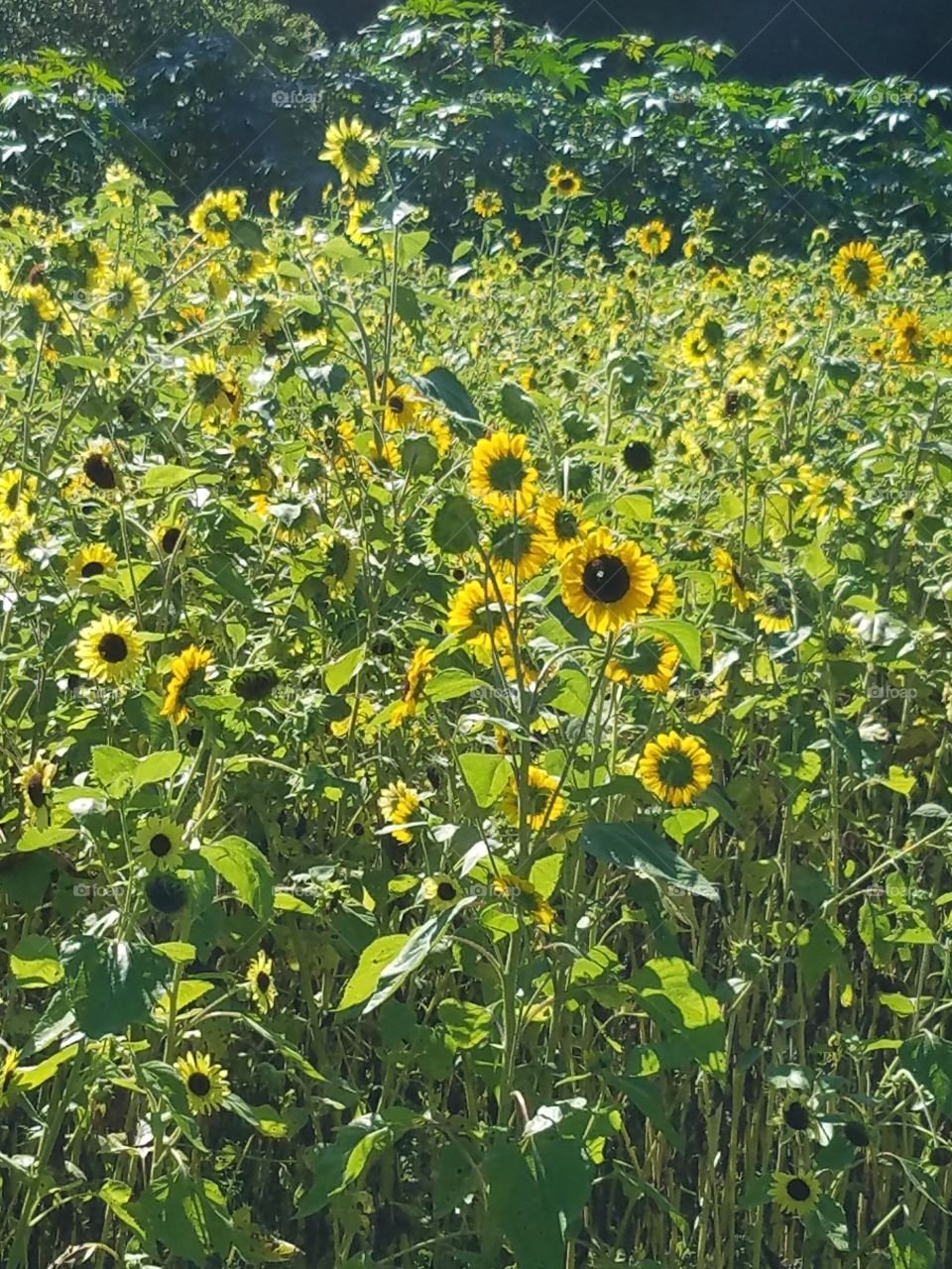Happy sunflowers