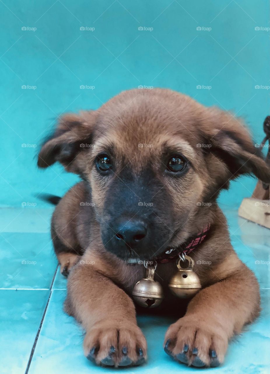 A cute pup we met in Bali