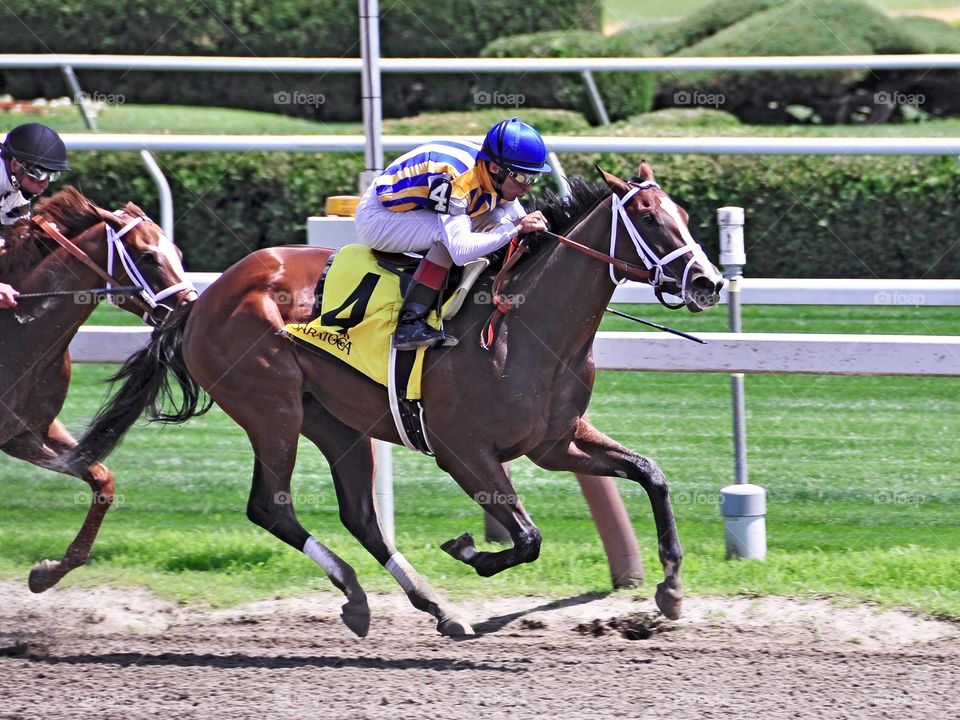 Fashion Alert. Johnny Velasquez guiding The beautiful chestnut filly Fashion Alert to victory in the Schuylerville stakes at Saratoga
