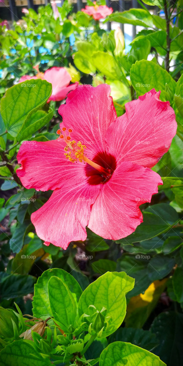 Hibiscus in bloom
