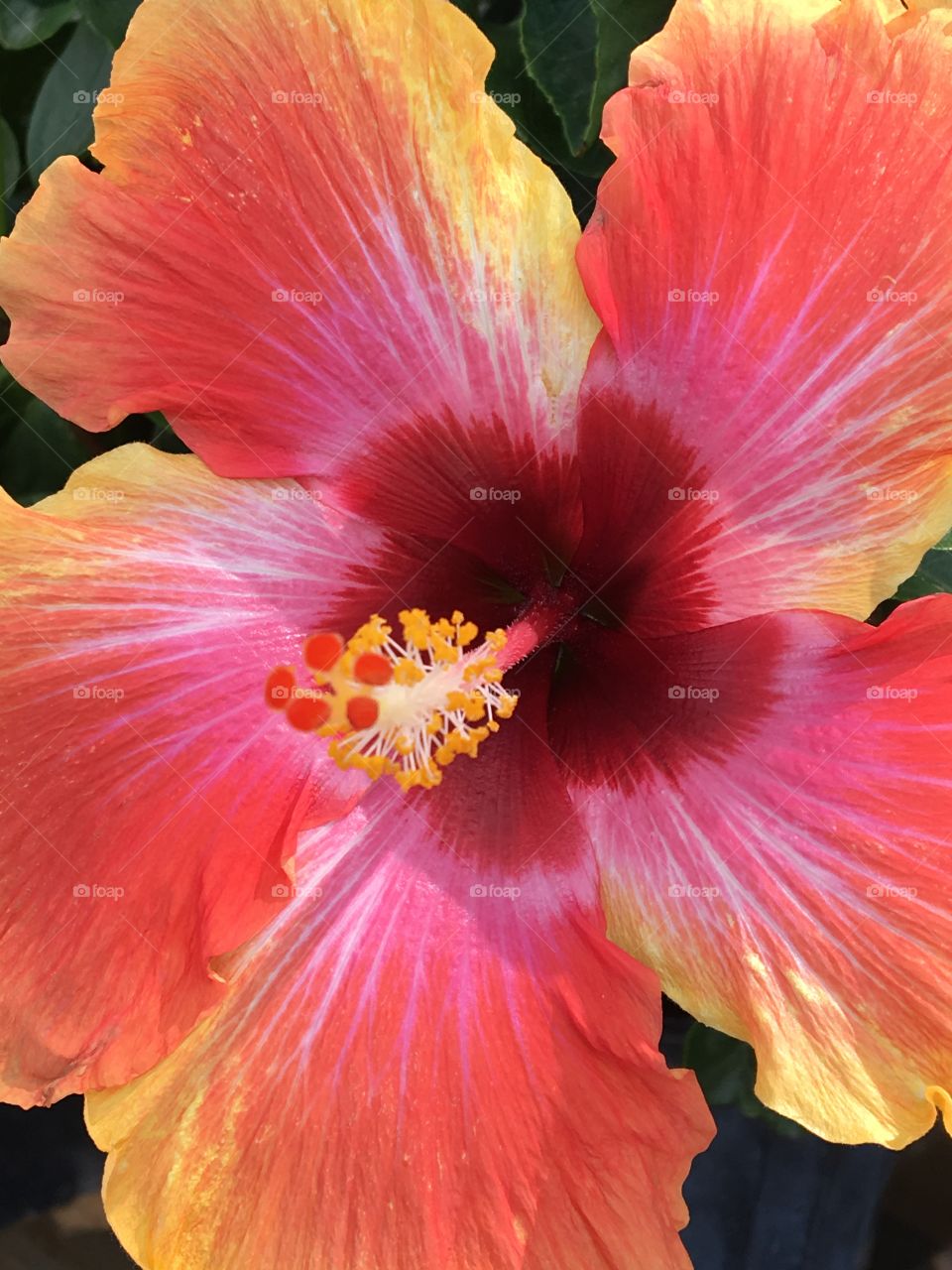 Beautiful hibiscus bloom