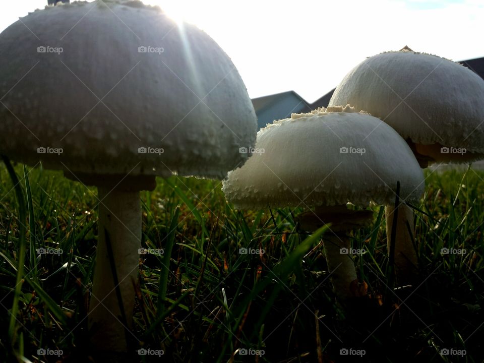 mushrooms & sunbeams