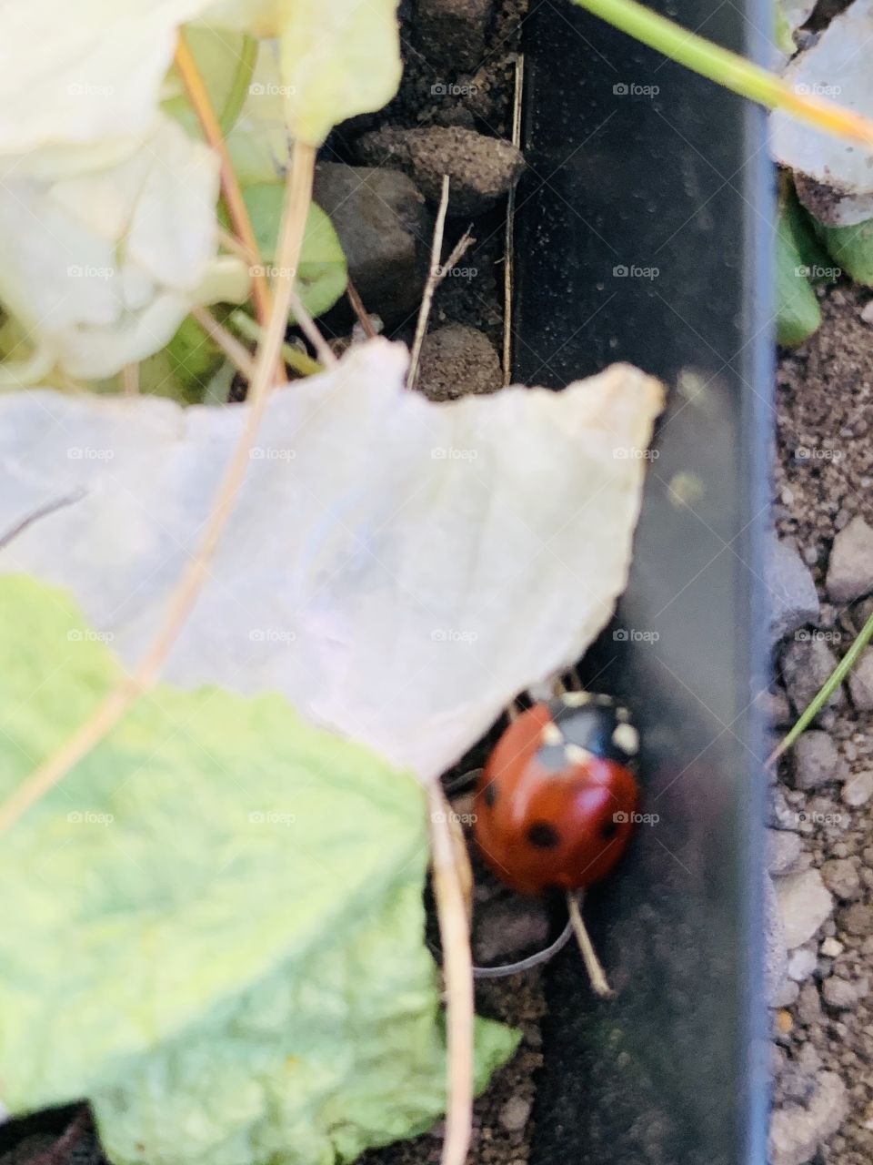 Ladybug love