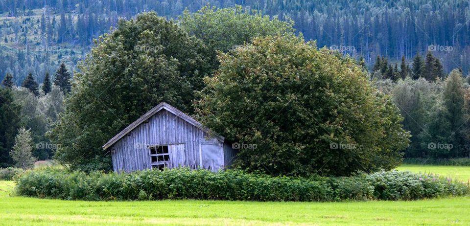 Barn with trees