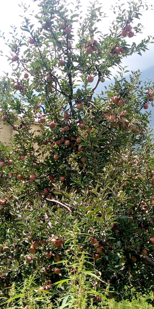 apple garden