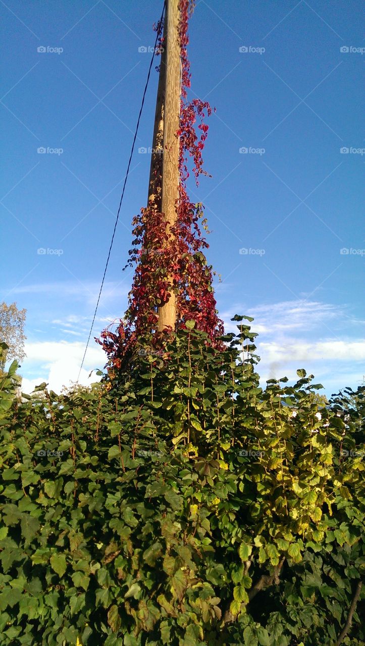 Insane Autumn colors